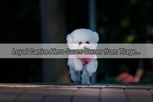 Loyal Canine Hero Saves Owner from Tragedy Incurably Paralyzed in the Process